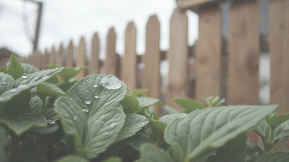 Jakie są korzyści z używania sody oczyszczonej w ochronie roślin?